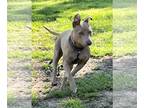 Doberman Pinscher Mix DOG FOR ADOPTION RGADN-1096795 - Sam - Doberman Pinscher /