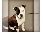American Pit Bull Terrier DOG FOR ADOPTION RGADN-1097067 - Quigley - Pit Bull