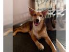 Australian Kelpie Mix DOG FOR ADOPTION RGADN-1097667 - Savannah - Australian