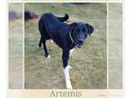 Labrenees DOG FOR ADOPTION RGADN-1097766 - Artie - Labrador Retriever / Great