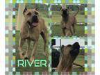 American Pit Bull Terrier DOG FOR ADOPTION RGADN-1098152 - RIVER - Pit Bull