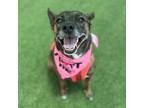 Adopt Maple Griffney a Brindle Mixed Breed (Medium) / Mixed dog in Houston