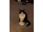 Adopt Harley a Black & White or Tuxedo Domestic Shorthair (short coat) cat in