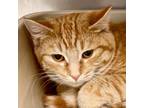 Adopt Coriander a Orange or Red Domestic Shorthair / Mixed cat in South Haven