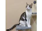 Adopt Pearl a White Domestic Shorthair / Domestic Shorthair / Mixed cat in