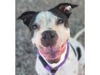 Adopt Keona a Black - with White American Pit Bull Terrier / Boston Terrier /