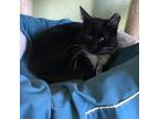 Adopt Heidi a All Black Domestic Shorthair / Mixed cat in Patchogue