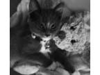 Adopt SUMMER a Domestic Shorthair / Mixed (short coat) cat in Calimesa