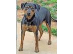 Adopt Posie a Black - with Tan, Yellow or Fawn Rottweiler / Mixed dog in