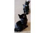 Adopt Nibbler a All Black Bombay (short coat) cat in Hickory, NC (34080915)