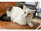 Adopt Whitey a White (Mostly) Domestic Shorthair (short coat) cat in Carlsbad