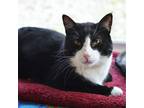Adopt Timmy a Black & White or Tuxedo Domestic Shorthair (short coat) cat in