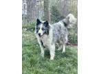 Adopt Royce Gill a Merle Australian Shepherd / Mixed dog in Hazard