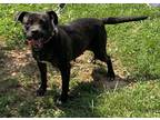 Adopt Skye a Brindle Pit Bull Terrier / Mixed dog in Huntsville, AL (32038443)