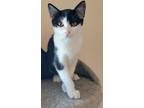 Adopt Jollie a Black & White or Tuxedo Domestic Shorthair (short coat) cat in