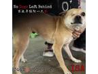 Adopt Isa 7467 a Brown/Chocolate Shiba Inu / Mixed Breed (Small) / Mixed dog in