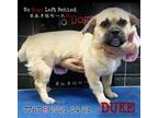 Adopt Duke 7787 a Tan/Yellow/Fawn Pug / Mixed Breed (Small) / Mixed dog in