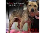 Adopt April 7729 a Tan/Yellow/Fawn Mixed Breed (Small) / Mixed dog in Brooklyn