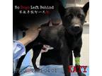 Adopt Katy 7720 a Black Labrador Retriever / Mixed Breed (Medium) / Mixed dog in