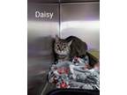 Adopt Daisy a Brown or Chocolate (Mostly) Domestic Shorthair (short coat) cat in