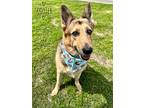 Adopt Scooter a Tan/Yellow/Fawn German Shepherd Dog / Mixed dog in Seagoville
