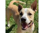Adopt Rocky a White - with Tan, Yellow or Fawn Mixed Breed (Large) / Mixed dog