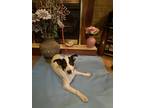 Adopt Foxy a White - with Black Jack Russell Terrier / Labrador Retriever /