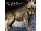 Adopt Jo 7789 a Tan/Yellow/Fawn Mixed Breed (Small) / Mixed dog in Brooklyn