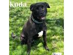 Adopt Koda a Black Labrador Retriever / Terrier (Unknown Type