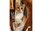 Adopt ???? Soulful Mike a Orange or Red Tabby Domestic Shorthair (short coat)