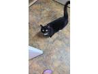 Adopt Minksie a Black & White or Tuxedo Domestic Shorthair (short coat) cat in