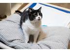 Adopt Eden a Black & White or Tuxedo Domestic Shorthair (short coat) cat in