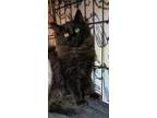 Adopt DARYL a All Black Maine Coon (long coat) cat in Calimesa, CA (36938502)