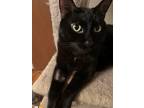 Adopt Salem a All Black Domestic Shorthair (short coat) cat in Overland Park