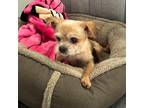 Adopt Benji a Tan/Yellow/Fawn Terrier (Unknown Type, Small) / Mixed dog in Los
