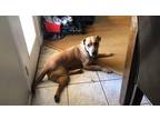 Adopt Rex a Red/Golden/Orange/Chestnut Pit Bull Terrier / Mixed dog in Phoenix