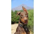 Adopt Guapo a Brown/Chocolate - with Tan Doberman Pinscher / Mixed dog in