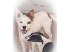 Adopt Cookie a White - with Brown or Chocolate Mixed Breed (Medium) dog in