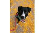 Adopt Mason a Black - with White Labrador Retriever dog in Wausau, WI (36719315)