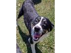 Adopt Cleo a Black - with White Labrador Retriever / Collie / Mixed dog in