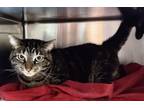 Adopt Olivia a Gray, Blue or Silver Tabby Domestic Shorthair (short coat) cat in