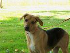 Adopt Radar a Tan/Yellow/Fawn - with Black Beagle / Mixed dog in Osgood