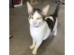 Adopt Bud-Working Cats a Gray or Blue Domestic Shorthair / Mixed cat in Laredo