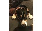 Adopt Maizey a Black - with White Carolina Dog / Mixed dog in Abington