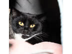 Adopt Punky Brewster a All Black Domestic Shorthair / Domestic Shorthair / Mixed