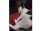 Adopt Angie (f) a Gray or Blue (Mostly) Domestic Shorthair (short coat) cat in