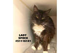 Adopt Lady Spock - Unknown a All Black Domestic Longhair / Domestic Shorthair /