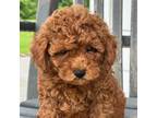 Poodle (Toy) Puppy for sale in Gordonsville, TN, USA