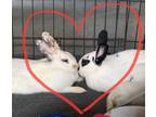 Adopt Biscuit and Papa (bonded pair boy and girl) a Tri-color English Spot