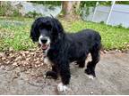 Adopt Noah a Black - with White Cocker Spaniel / Mixed dog in Cape Coral